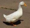a duck named mochii's picture